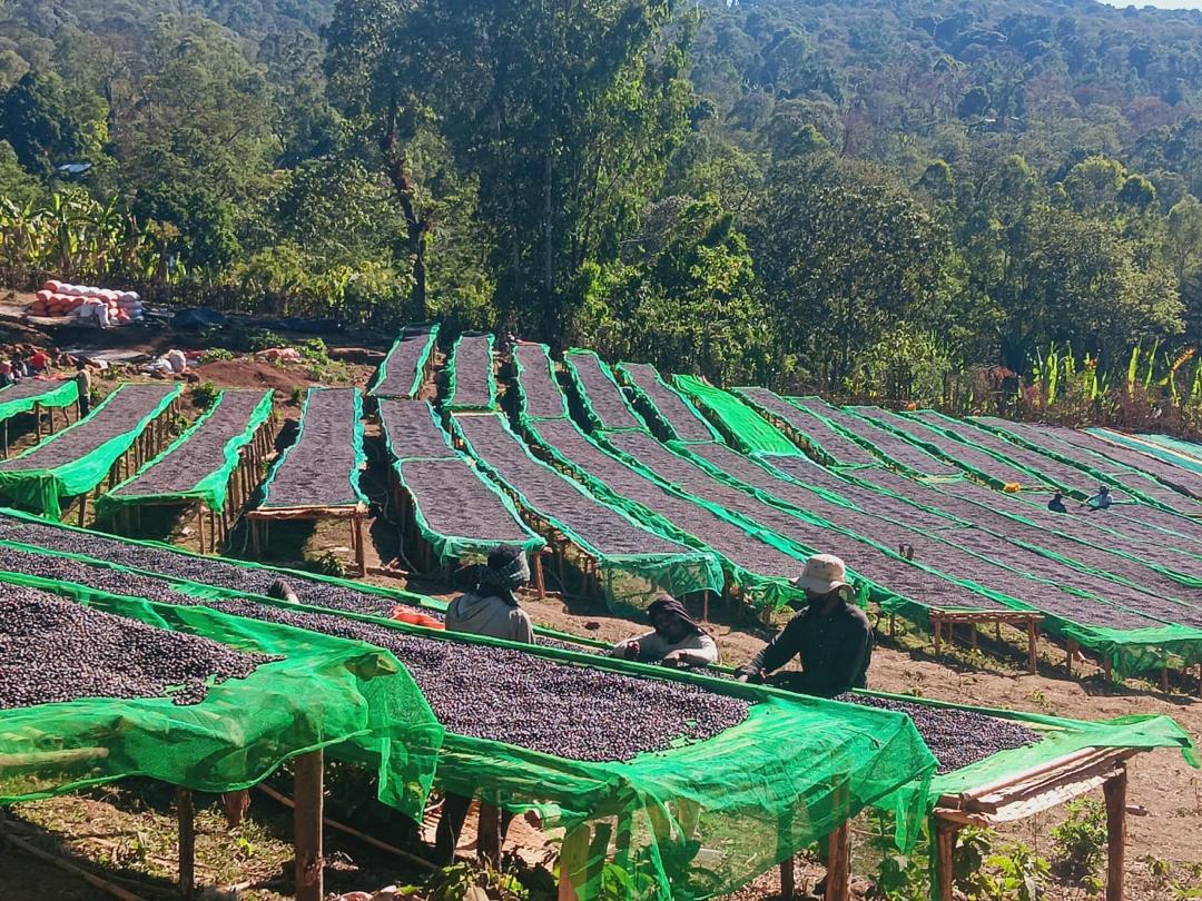 Natural dried coffee bean arrays